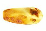 Fossil Winged Ant (Formicinae) In Baltic Amber #270644-1